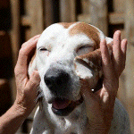 ハピタスは安心して稼げる！！初換金完了！！