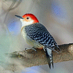 Tweepie（ツイーピー）は稼げるTwitterって素晴らしい