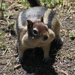 モッピーでポイントを稼ぐ！どうせなら効率よくいこうッ！