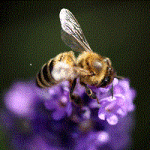 サイト開設直後の初心者はA8.netでお小遣いを稼ごう！