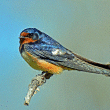 swallow