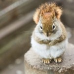 モッピーにフルーツキャッチとドラコン新ゲームが来た