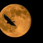 お小遣いサイトで月初の公式サイトの利用はどこがいいの？