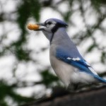 ツイーピー（Tweepie）で換金完了した！