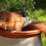 モッピー「CMじゃんけんキャンペーン」最大5,000ポイント獲得のチャンス！！