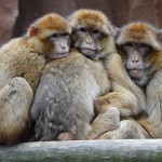 ポイントインカム「年末年始スペシャル」クイズ動画の答えは？