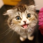 予想ネットのデイリーくじが期間限定で超稼げる!!