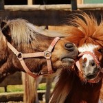 PONEY（ポニー）で初換金が完了した