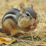 モッピー「年末大感謝祭キャンペーン」簡単ゲームプレイで1万円が当たる!!