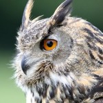 Gポイント「公式キャラクター名大募集」採用されたら10,000円！！