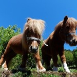 PONEY「お友達紹介キャンペーン」なんと総額2,000万ポイント！！