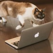 パソコン猫