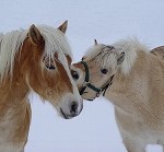 PONEY無料で稼げるコンテンツまとめ【2017年度最新版】