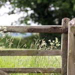 Gポイント「ハッピーベジフル」15レベル到達は苦行か!?