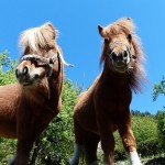 PONEY新規入会で最大1,200円お得に！「お友達特典UP&新規ユーザーランキングキャンペーン」