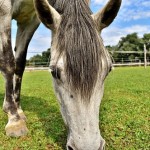 PONEY「スクラッチゲーム」リニューアルで強化されて帰って来た･･･かも？？