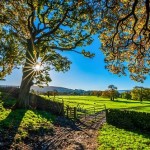 【Warau（ワラウ）】マジカルファームを遊んだ日数×50エッグが貰える！